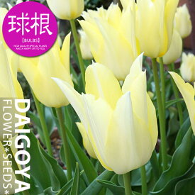 楽天市場 チューリップ ライト 球根 ガーデニング 農業 花 ガーデン Diyの通販