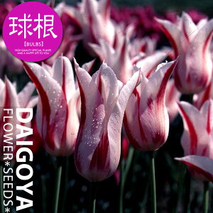 `[bv 炫 }iEԋ/Ljyz4܋l_`[bv_HA__̔_ʔ_