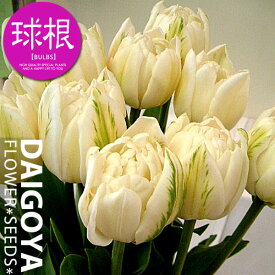 楽天市場 チューリップ 白の通販