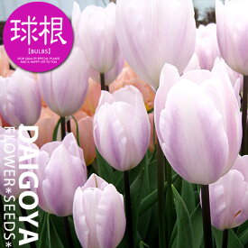 楽天市場 チューリップ 紫の通販