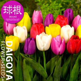 楽天市場 秋 植え 球根 セットの通販
