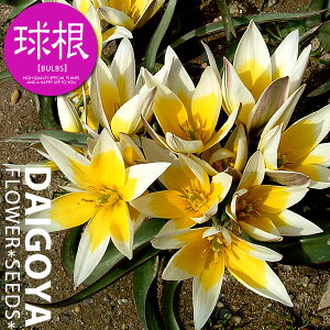 `[bv n ^_iE/OSjyz8܋l_`[bv_HA__̔_ʔ_