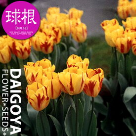 楽天市場 秋植え球根の通販
