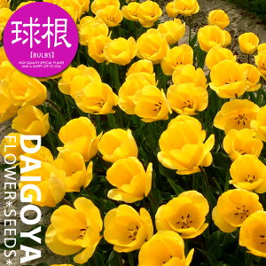 `[bv p܁i胉xjij10cmyz10_HA__̔_ʔ_