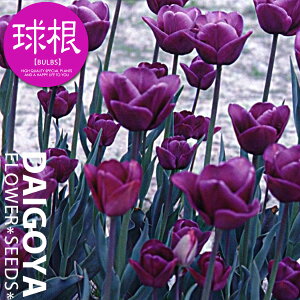 `[bv p܁i胉xjij10cmyz10_HA__̔_ʔ_