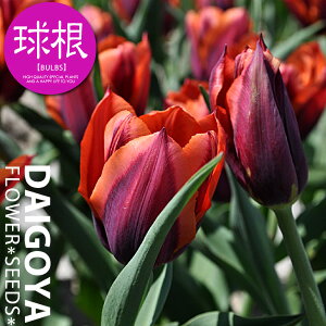 `[bv XiԒE/Tjyz4܋l_2F炫_ς炫_HA__̔_ʔ_