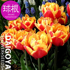 `[bv d炫 _utH[JXiԁE/DLjyz4܋l_`[bv_HA__̔_ʔ_