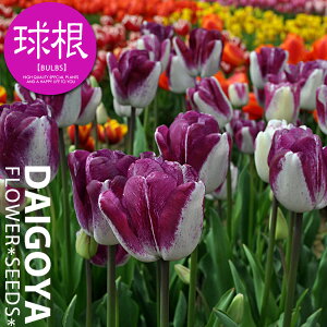 `[bv ς炫 _iE/Tjyz4܋l_`[bv_HA__̔_ʔ_