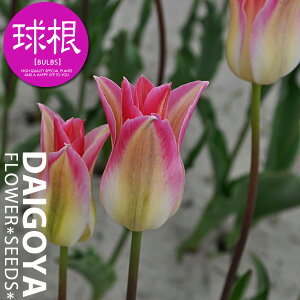 `[bv O[n t[Ti΁E/Vjyz5܋l_`[bv_HA__̔_ʔ_