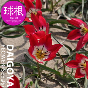 `[bv n ^Cj[eBi/OSjyz7܋l_`[bv_HA__̔_ʔ_