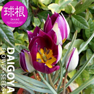 チューリップ 原種系 ペルシャンパール(赤紫/OS)【球根】6球入り袋詰め_チューリップ_秋植え_球根_販売_通販_