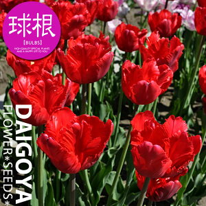 `[bv p[bg炫 WsG[i/Pjyz5܋l_`[bv_HA__̔_ʔ_