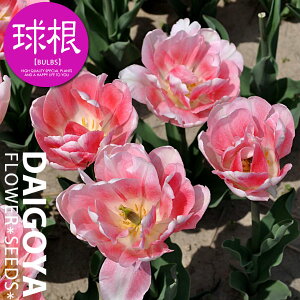 `[bv d炫 tHbNXgbgiWjyz4܋l_`[bv_HA__̔_ʔ_