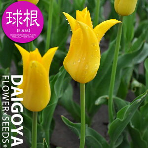 `[bv 炫 Cj~^uijyz3܋l_`[bv_HA__̔_ʔ_