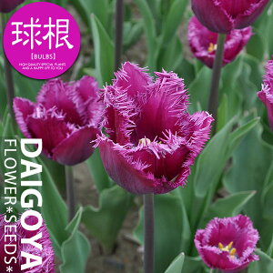 `[bv tW炫 TNgijyz4܋l_`[bv_HA__̔_ʔ_