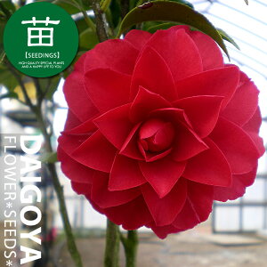 d炫ց@LcoLiINcoLj ʁiʁj 12cm||bgc