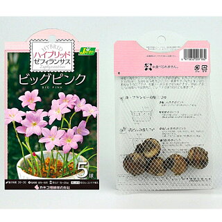楽天市場 ハイブリットゼフィランサス ビッグピンク 球根 5球 袋詰め 春植え球根 種苗 花苗 球根の専門店 大郷屋 楽天市場 ハイブリットゼフィランサス ビッグピンク 球根 5球 袋詰め 春植え球根 種苗 花苗 球根の専門店 大郷屋