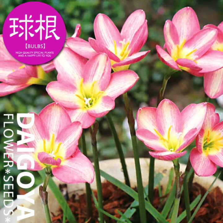 楽天市場 ハイブリットゼフィランサス ピンクビーチ 球根 5球 袋詰め 春植え球根 種苗 花苗 球根の専門店 大郷屋