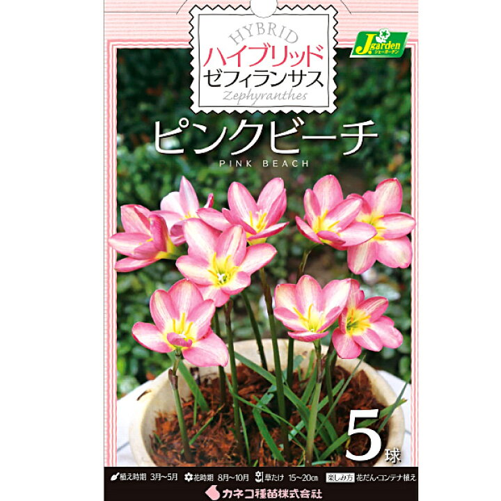 楽天市場 ハイブリットゼフィランサス ピンクビーチ 球根 5球 袋詰め 春植え球根 種苗 花苗 球根の専門店 大郷屋