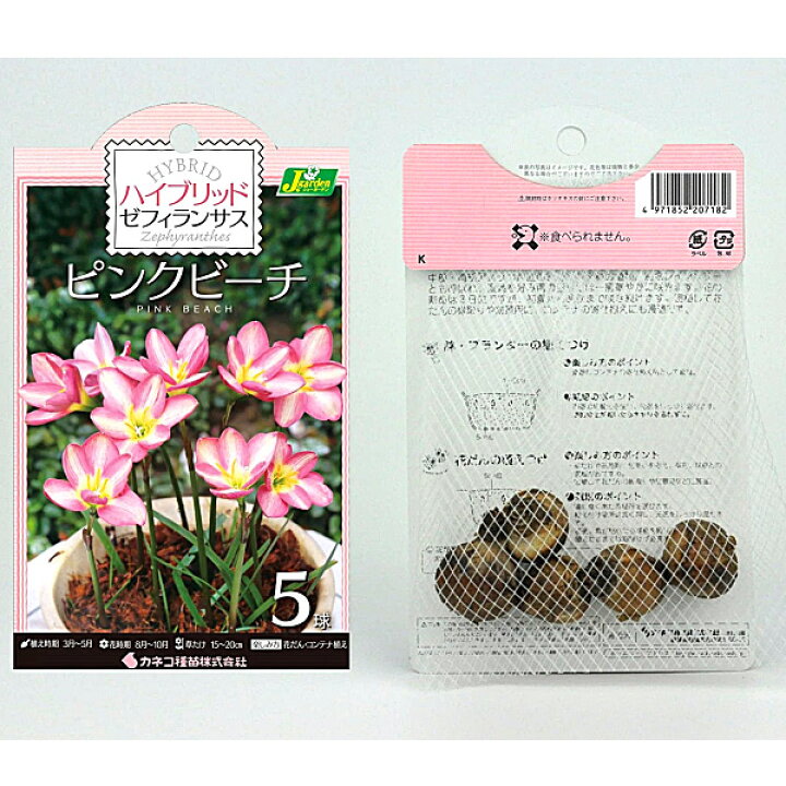 楽天市場 ハイブリットゼフィランサス ピンクビーチ 球根 5球 袋詰め 春植え球根 種苗 花苗 球根の専門店 大郷屋