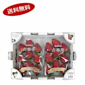 【送料無料】古都華 いちご 1箱セット （300g×2パック） 奈良県産
