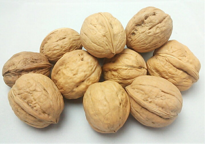 楽天市場 国産 生くるみ １ｋｇ 殻つき 長野県産 数量限定 殻付き菓子くるみ 無添加 無塩 送料無料 オメガ３脂肪酸 リノール酸 胡桃 クルミ オメガ３脂肪酸 通販 信州 信濃 ナッツ 国産くるみ あす楽対応 信州美味本舗