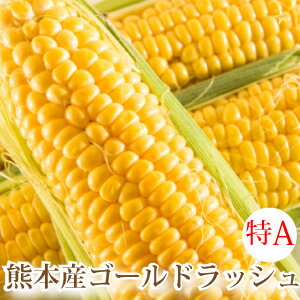 送料無料とうもろこしゴールドラッシュ熊本県産10本〜13本約4.0kgスイートコーン国産産地直送野菜夏野菜トウモロコシ茹で方レンジレシピ離乳食通販品種お取り寄せギフト
