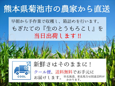 送料無料とうもろこしゴールドラッシュ熊本県産10本〜13本約4.0kgスイートコーン国産産地直送野菜夏野菜トウモロコシ茹で方レンジレシピ離乳食通販品種お取り寄せギフト