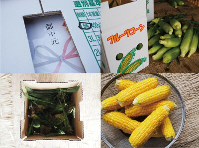 送料無料とうもろこしゴールドラッシュ熊本県産10本〜13本約4.0kgスイートコーン国産産地直送野菜夏野菜トウモロコシ茹で方レンジレシピ離乳食通販品種お取り寄せギフト