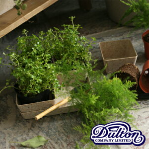 �y�A���E�|�b�g�z�_���g�� �{�^�j�[ �X�N�G�A �T�L�������g �|�b�g �v�����^�[ BAMBOO YELLOW CHAFF K865-1038 BOTANY SQUARE SUCCULENT POT�E�v�����^�[�E�T�{�e���E�ϗt�A���E�����p�E�C���e���A�jDULTON