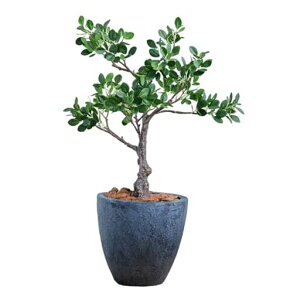 Botanicallife+フェイクグリーン観葉植物光触媒日本製消臭抗菌パンダガジュマル70cmDシリーズ