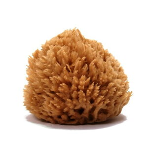 YogaesseCȃX|W_炩E[|LɖA|̐􂤃X|WɗDqp|Mtg|MVYKGX(11-13cm1)