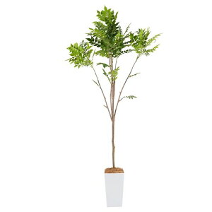 Botanicallife+tFCNO[ϗtAG}^LRۃV}glR220cmKV[Y