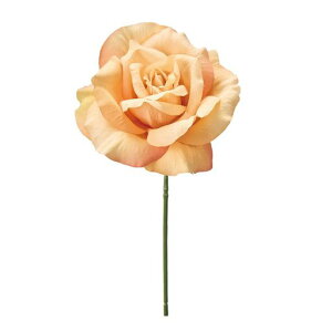 ReCOMAGIQ`Rbg[YsbNCG[IWԌa13xL24cm1{FM300879-004