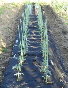 �}���`JM�����������}���`1mx10mWHM-1610C