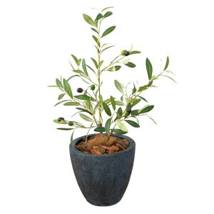 Botanicallife+tFCNO[ϗtAG}{LRۃI[u65cmDV[Y