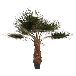 VerdissimoWashingtoniapalmtreekit1.4m(FfBbVLbg(VgV1.4m))