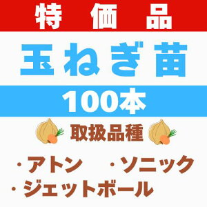 【通常販売】玉ねぎ苗 玉葱苗 タマネギ苗 玉ねぎ苗 2025年秋 家庭菜園 玉ねぎ苗初心者向け 玉ねぎ苗育てやすい 玉ねぎ苗人気 玉ねぎ苗種類 玉ねぎ苗品種 玉ねぎ苗長期保存 ソニック アト