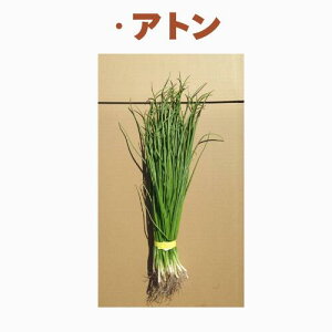 【通常販売】玉ねぎ苗 玉葱苗 タマネギ苗 玉ねぎ苗 2025年秋 家庭菜園 玉ねぎ苗初心者向け 玉ねぎ苗育てやすい 玉ねぎ苗人気 玉ねぎ苗種類 玉ねぎ苗品種 玉ねぎ苗長期保存