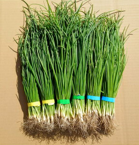 玉ねぎ苗 玉葱苗 タマネギ苗 2025年秋 家庭菜園 初心者向け 育てやすい 人気 長期保存 ネオアース アトン 赤玉 ソニック OP黄 あまがし ジェトボール