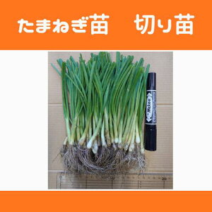 ʂ˂c ʔKc ^}lMc 2025NH ƒ؉ SҌ Ă₷ lC@ۑ@lIA[X@Ag@ԋʁ@\jbN@OP@܂@WFg{[@؂c