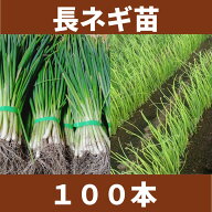 長ねぎ苗 長葱苗 ナガネギ苗 晩抽1本ネギ 家庭菜園 初心者向け 育てやすい 人気　長期保存