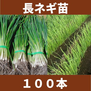 ���˂��c ���K�c �i�K�l�M�c �Ӓ�1�{�l�M�@2025�N�H�~ �ƒ�؉� ���S�Ҍ��� ��Ă₷�� �l�C�@�����ۑ�