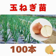 玉ねぎ苗 玉葱苗 タマネギ苗 2月3月定植 家庭菜園 初心者向け 育てやすい 人気　長期保存　ネオアース