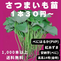 楽天市場】紅はるか 苗 送料無料の通販
