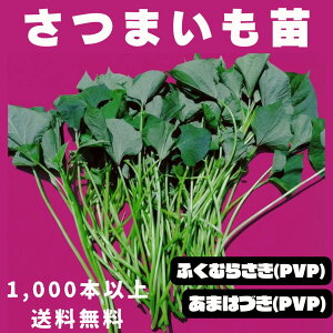 ���܂����c �ӂ��ނ炳��(PVP) ���܂͂Â�(PVP) �؂�c 1000�{�` ����Ή� �_�ƌ��� �E�B���X�t���[�c �o�^�i��iPVP�j�I�ׂ�i�� �Y�n���� �ߘa8�N 2026�N