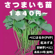 さつまいも苗 べにはるか(PVP) 紅あずま 安納芋べに 高系14号(金時)【予約】 10本芋づる 切り苗 登録品種…