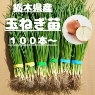 玉ねぎ苗 玉葱苗 タマネギ苗 2026年秋 家庭菜園 初心者向け 育てやすい 人気　長期保存　ネオアース　ア…