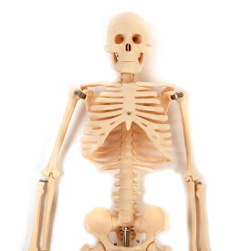 人骨模型 ガイコツ85cm骸骨　骨格　骨　模型　ガイコツ　人体模型[JK-1751]