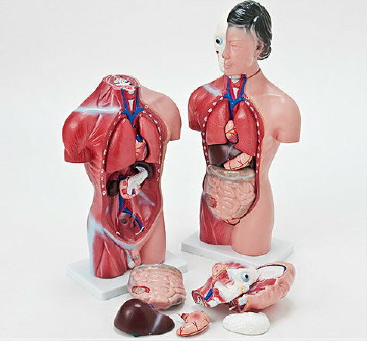 楽天市場】内臓人体模型女性/男性 44cm 骸骨 骨格 骨 模型 ガイコツ 